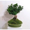 POLNIX Keraminis vazonas BONSAI, ovalus, žalias, 25x18 x 6(A) cm