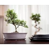 POLNIX Keraminis vazonas BONSAI, ovalus, kreminis, 25x18 x 6(A) cm