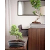 POLNIX Keraminis vazonas BONSAI, ovalus, juodas, 32x24 x 6(A) cm