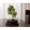 POLNIX Keraminis vazonas BONSAI, ovalus, juodas, 32x24 x 6(A) cm