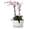 POLNIX Keraminis vazonas ORCHID, apvalus, baltas, 28 x 13(A) cm
