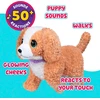 Moose Little Live Pets Ouchies Poodle 26733 interaktyvus pudelis gydytojo žaidimui