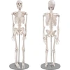 Mokomasis 85 cm žmogaus griaučių modelis su judančiais sąnariais ir nuimamomis galūnėmis, žmogaus skeletas, griaučių muliažas, anatominis žmogaus griaučių modelis