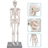 Mokomasis 85 cm žmogaus griaučių modelis su judančiais sąnariais ir nuimamomis galūnėmis, žmogaus skeletas, griaučių muliažas, anatominis žmogaus griaučių modelis