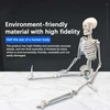 Mokomasis 85 cm žmogaus griaučių modelis su judančiais sąnariais ir nuimamomis galūnėmis, žmogaus skeletas, griaučių muliažas, anatominis žmogaus griaučių modelis