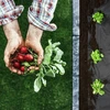 Sodo agrotekstilė 1 m x 75 m + 50 „Plonos“ kaiščių - juoda