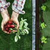 Sodo agrotekstilė 1,6 m x 50 m + 100 „Plonos“ kaiščių - žalia
