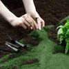 Sodo agrotekstilė 1,6 m x 50 m + 100 „Plonos“ kaiščių - žalia