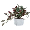 Home4You Dirbtinis augalas „GREENLAND H19 cm“ – zebro gėlė vazonėlyje