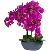 Home4You Orchidėja GARDEN QUEEN H64cm, tamsiai rožinė