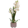 Home4You Orchidėja GARDEN QUEEN H70cm, balta
