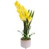 Home4You Orchidėja GARDEN QUEEN H70cm, geltona