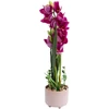 Home4You Orchidėja GARDEN QUEEN H70cm, tamsiai rožinė