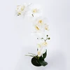 Home4You Balta orchidėja IN GARDEN, H51cm