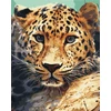 101 paveikslas tapyba pagal skaičius suaugusiems su rėmu didingas leopardas tapyba pagal skaičius amatų „pasidaryk pats“ rinkinys 40 x 50 cm drobė, užtempta ant medinio rėmo