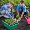 3 sėklų daigyklos – 12 skyrelių, reguliuojamas drėgnumas, šiltnamis
