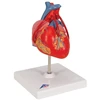3b Scientific Žmogaus anatomija - klasikinis širdies modelis su šuntu, 2 dalys + nemokama anatomijos programėlė - 3b Smart Anatomy