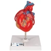 3b Scientific Žmogaus anatomija - klasikinis širdies modelis su šuntu, 2 dalys + nemokama anatomijos programėlė - 3b Smart Anatomy