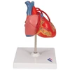 3b Scientific Žmogaus anatomija - klasikinis širdies modelis su šuntu, 2 dalys + nemokama anatomijos programėlė - 3b Smart Anatomy