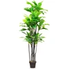 Bambukinė palmė 10 x Chamaedorea Seifrizii bambuko sėklų