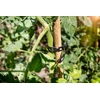 Bambukinės atramos augalams Tonkin - ⌀7 mm, 90 cm, 7 vnt.