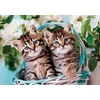 Clementoni Lovely Kitty Twins vaikiška dėlionė 60 maxi detalių - 33,5 x 23,5 cm dydžio dėlionė vaikams nuo 4 metų - įgūdžių žaidimas, animacinė dėlionė - 26599