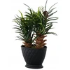Dirbtinė palmė Areka vazone, aukštis 24 cm