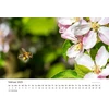 Edition Seidel Andrea Dreegmeyer Premium kalendorius Bee Love 2025 formatas Din A3 sieninis kalendorius Bee Bumblebee Flowers Flowers