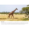 Edition Seidel Premium kalendorius Fascination Giraffes 2025 formatas Din A3 sieninis kalendorius gyvūnų kalendorius Afrika Pietų Afrika Kenija Serengeti stepė savana žirafa bulius karvės laukiniai gyvūnai