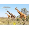 Edition Seidel Premium kalendorius Fascination Giraffes 2025 formatas Din A3 sieninis kalendorius gyvūnų kalendorius Afrika Pietų Afrika Kenija Serengeti stepė savana žirafa bulius karvės laukiniai gyvūnai