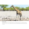 Edition Seidel Premium kalendorius Fascination Giraffes 2025 formatas Din A3 sieninis kalendorius gyvūnų kalendorius Afrika Pietų Afrika Kenija Serengeti stepė savana žirafa bulius karvės laukiniai gyvūnai