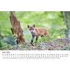 Edition Seidel Premium kalendorius Foxes 2025 Formatas Din A4 Sieninis kalendorius Gyvūnų kalendorius Lapės Gyvūnai Laukiniai gyvūnai Miško gyvūnai Plėšrūnai Gamta