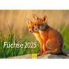 Edition Seidel Premium kalendorius Foxes 2025 Formatas Din A4 Sieninis kalendorius Gyvūnų kalendorius Lapės Gyvūnai Laukiniai gyvūnai Miško gyvūnai Plėšrūnai Gamta