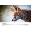 Edition Seidel Premium kalendorius Foxes 2025 Formatas Din A4 Sieninis kalendorius Gyvūnų kalendorius Lapės Gyvūnai Laukiniai gyvūnai Miško gyvūnai Plėšrūnai Gamta