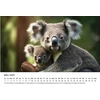 Edition Seidel Premium kalendorius Koalos 2025 formatas Din A4 sieninis kalendorius gyvūnų kalendorius Australija koala lokys žinduolis eukalipto miškas