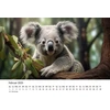 Edition Seidel Premium kalendorius Koalos 2025 formatas Din A4 sieninis kalendorius gyvūnų kalendorius Australija koala lokys žinduolis eukalipto miškas