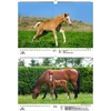 Foal Magic Din A3 kalendorius 2023 metams. Žirgai ir kumeliukai - Soul Magic, Kn2023-3w-0015-d-0