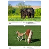 Foal Magic Din A3 kalendorius 2023 metams. Žirgai ir kumeliukai - Soul Magic, Kn2023-3w-0015-d-0