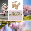 Japoniška dekoratyvinė vyšnia/žiedinė vyšnia 10 sėklų/pakelis (prunus serrulata) – rožinė gėlių svajonė sode