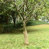 Jute Roll 50 cm x 5 m 180 gsm 100% natural jute Natūrali