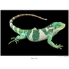 Plakatas Komar National Geographic sieninis paveikslas Fidžio sala dryžuotoji iguana – dydis: 70 x 50 cm – be rėmo – plakato fotografija, gyvūnas, nykstantis gyvūnas, gyvūno paveikslas, kliento atspaudas, portretas – Wb-ng-037-70x50