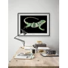 Plakatas Komar National Geographic sieninis paveikslas Fidžio sala dryžuotoji iguana – dydis: 70 x 50 cm – be rėmo – plakato fotografija, gyvūnas, nykstantis gyvūnas, gyvūno paveikslas, kliento atspaudas, portretas – Wb-ng-037-70x50