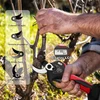 Grandininis pjūklas Laecabv profesionalios akumuliatorinės sodo žirklės, 40 mm, 4000 Mah + 4000 Mah ličio baterijos, elektrinės genėjimo žirklės, akumuliatorius su bešepetėliniu varikliu (la40s)