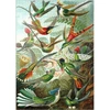 Mypuzzle kolibriai ir trochilidae (kolibriai), vintažinis meno plakatas, ernst haeckel - premium 1000 dalių dėlionė - mypuzzle special collection by havana puzzle company