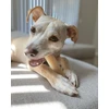 Nylabone kramtomasis žaislas šunims Wolf