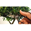 Okatsune 221 bonsai žirklės, 200 mm
