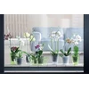 Prosperplast atrama gėlėms, orchidėjoms, orchidėjoms Istc03 rožinė