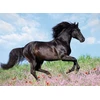 Ravensburger 12803 7 "majestic Horses" dėlionė (200 dalių)