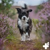 Reavet Bacho žiedų granulės šunims ir katėms - Pug Fidel 10 g I Stiprumui ir apatijai I Bacho žiedai naminiams gyvūnams pagal daktarą Bachą I Natūraliam palaikymui neįprastose situacijose