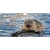 Seal Magic Din A4 kalendorius 2023 metams. Ruoniai ir jūrų liūtai. Seelenzauber